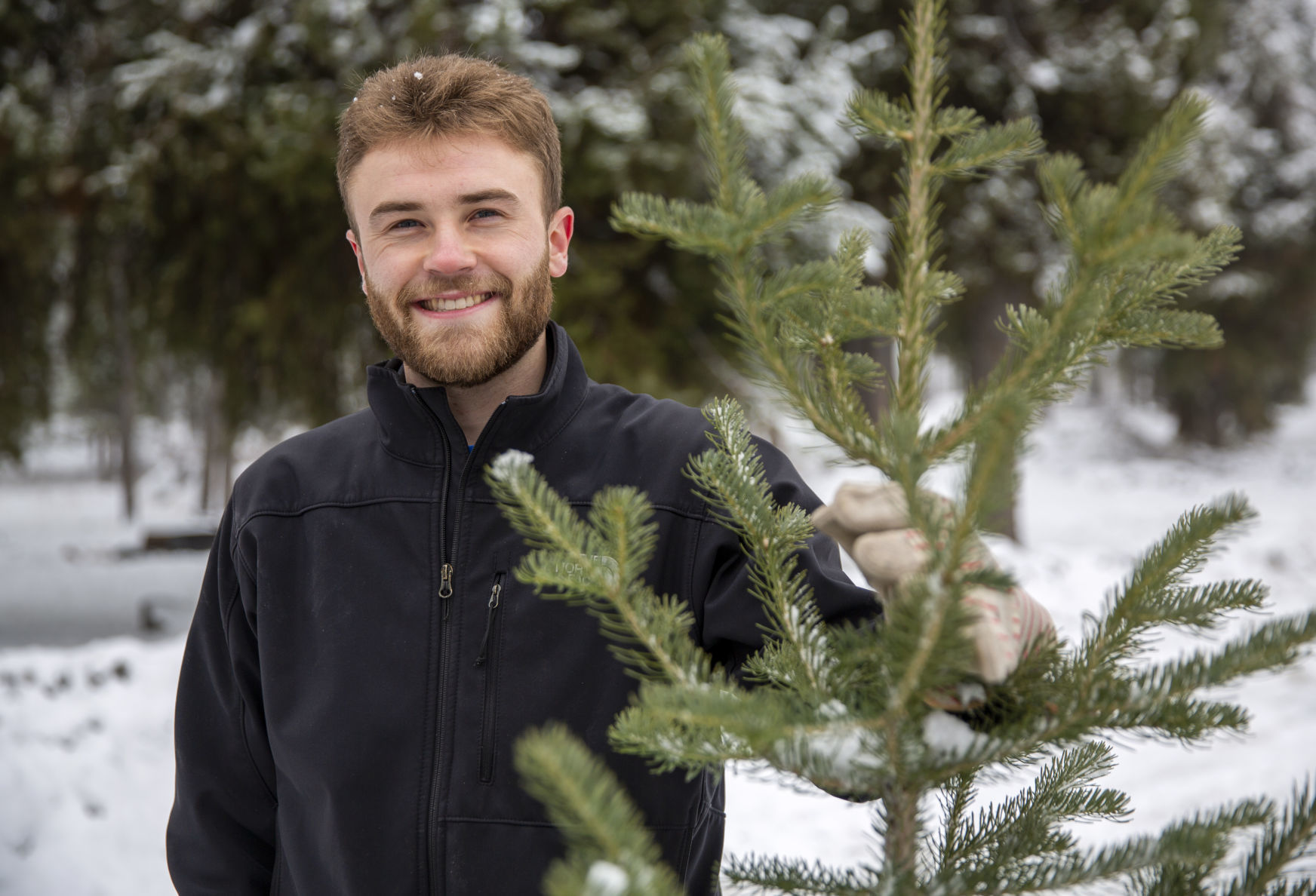Picking the perfect tree